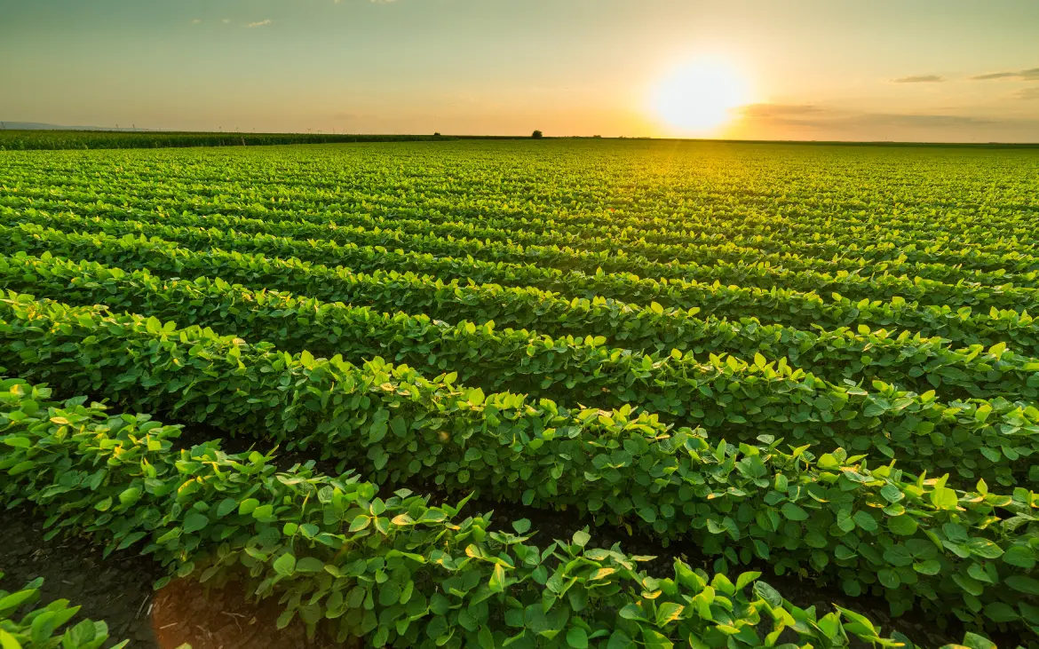 Agricultura